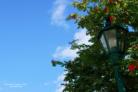 lamp post holly berry tree