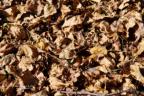 Fall Leaves on ground in British Columbia Canada