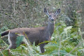 Nature and Wildlife photography