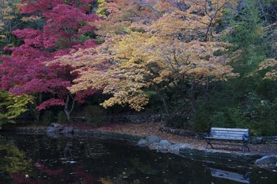 Lithia Park Landscapes